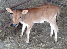 Where can you find newborn calves for sale?