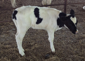 Where can you find newborn calves for sale?